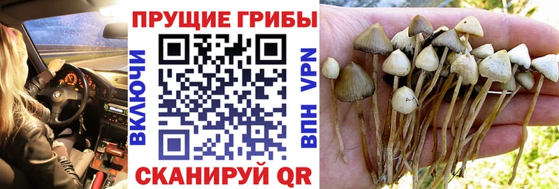 цены   hydra зеркало  Псилоцибиновые грибы Psilocybine cubensis  Шелехов 